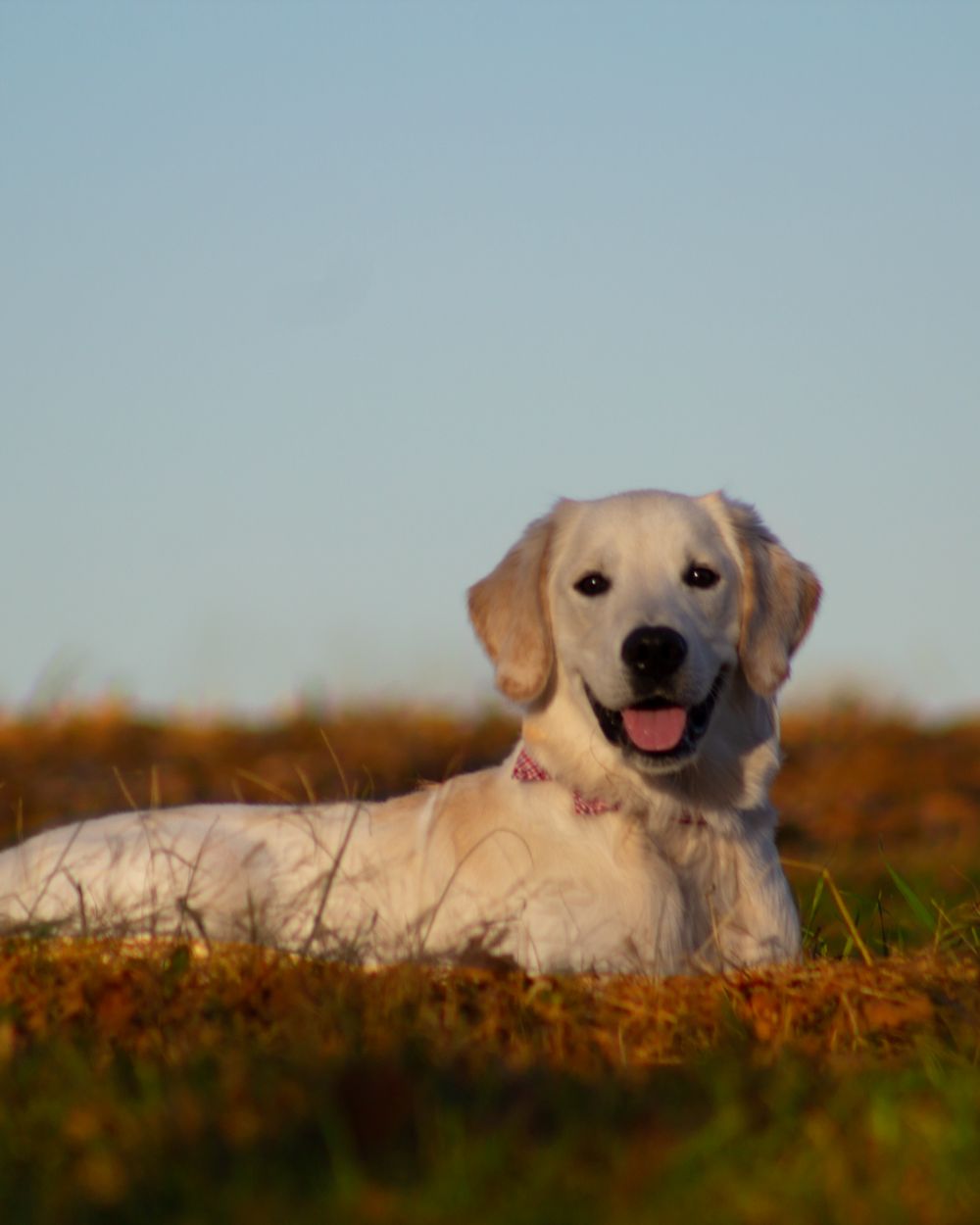 Milo lying in a golden autumn field