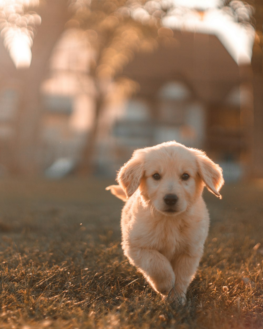 Puppy Milo running down a path in evening light